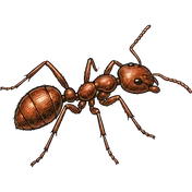 Ants