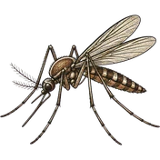 Mosquitoes