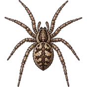 Spiders